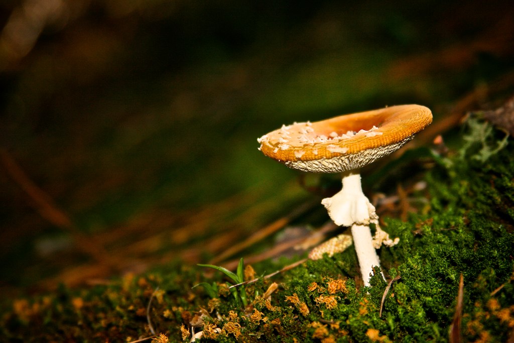 What are the advantages of magic mushrooms Kit?